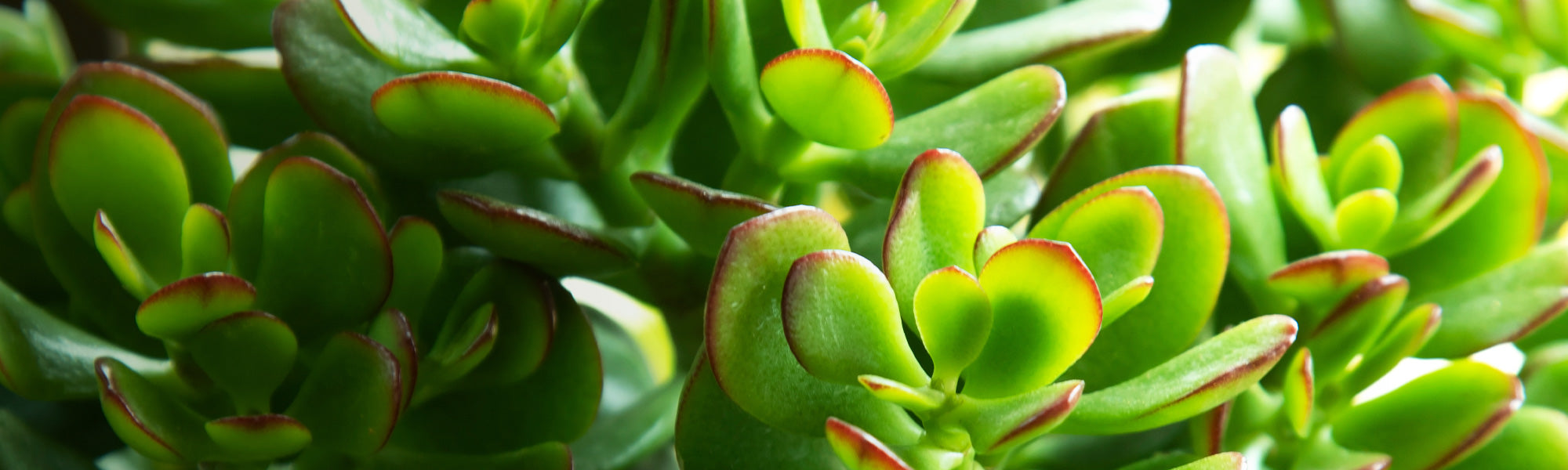 Crassula capitée - Crassula capitella