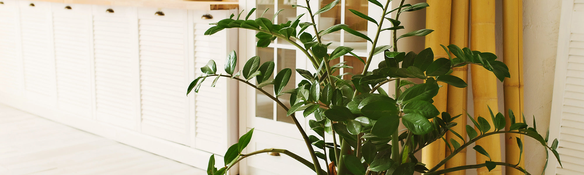 Zamioculcas