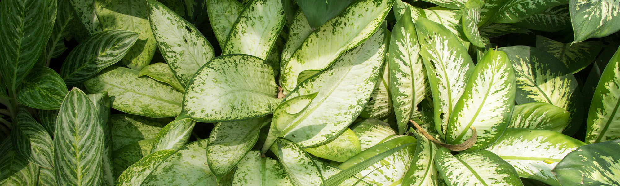 Dieffenbachia seguine
