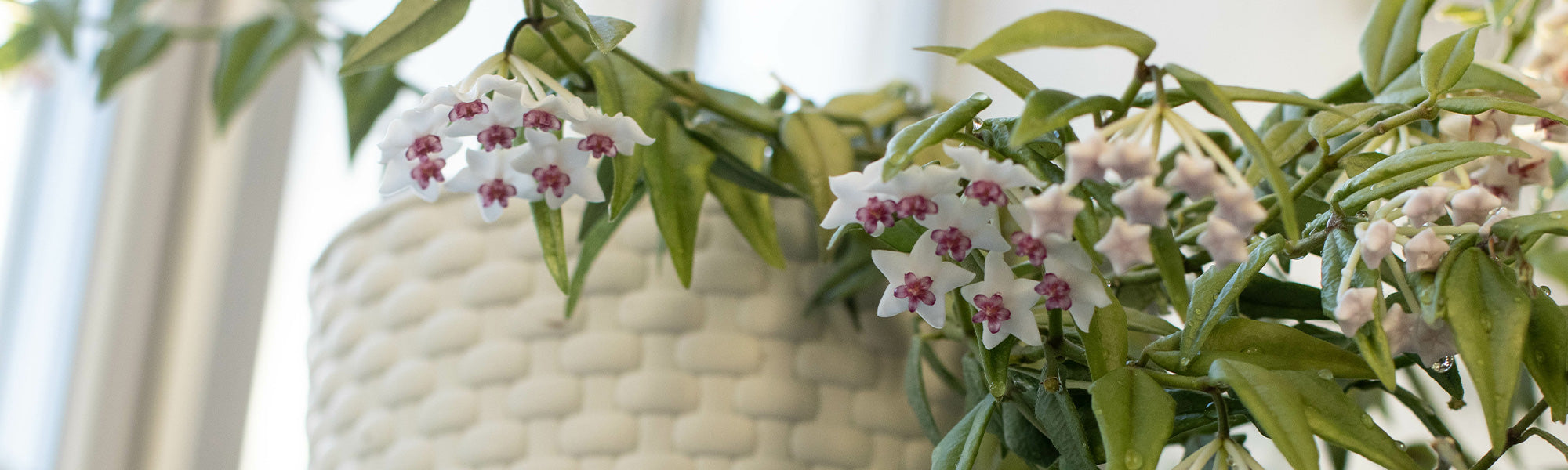 Hoya