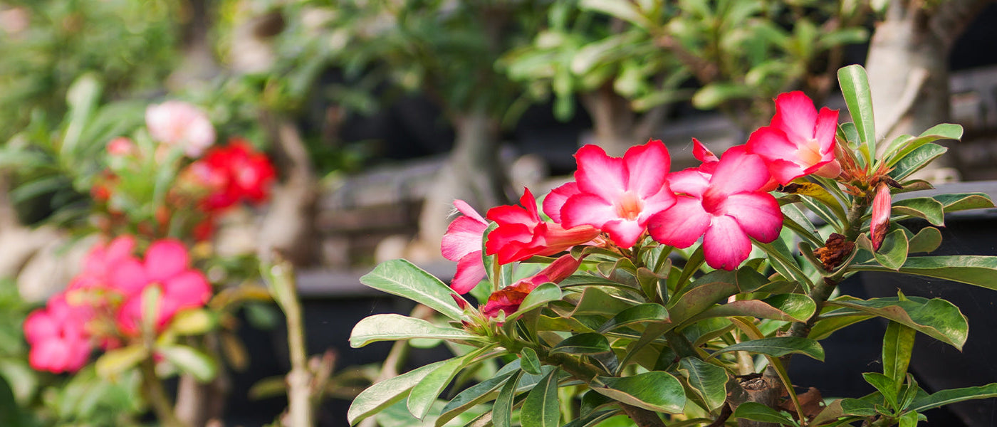 Plantes fleuries