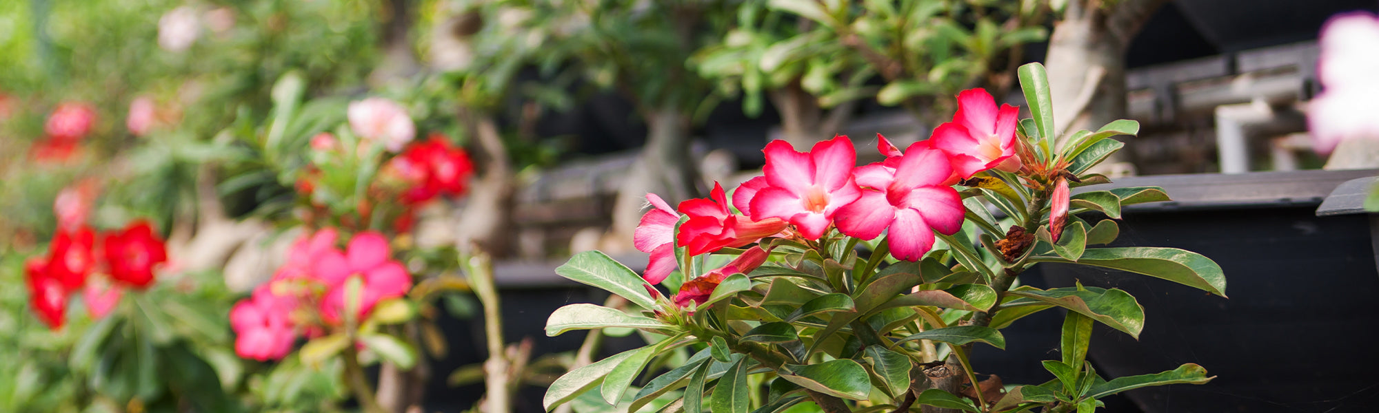 Plantes fleuries