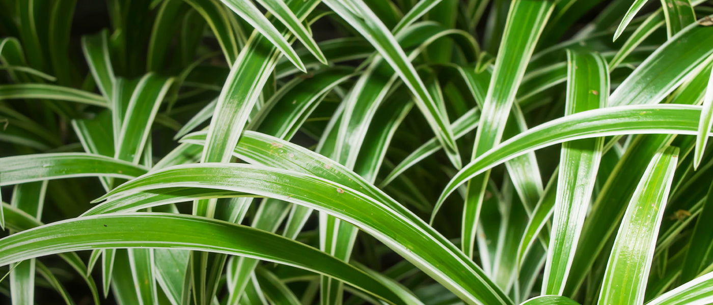 Chlorophytum