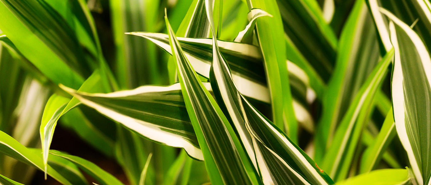 Dragonnier - Dracaena draco