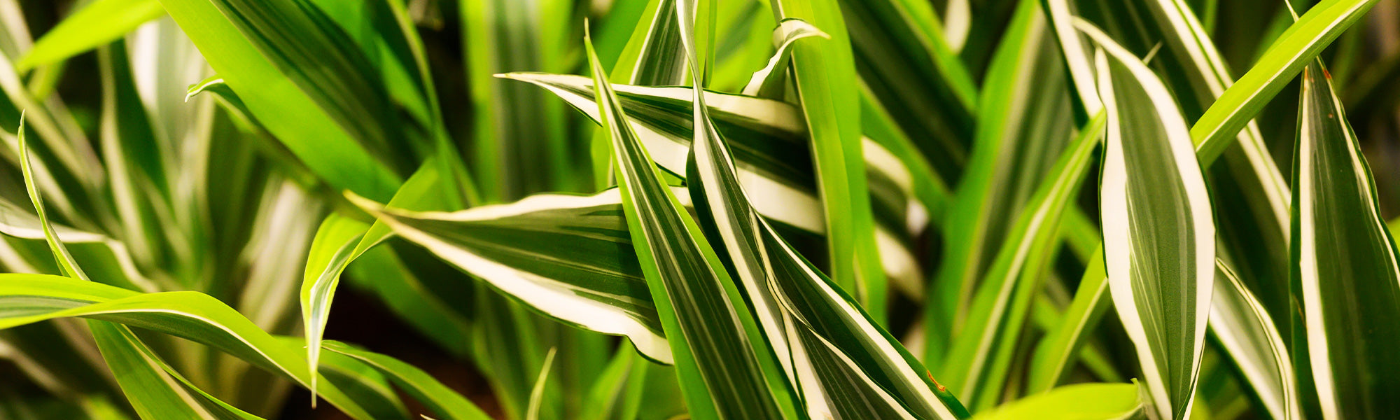 Dragonnier - Dracaena draco