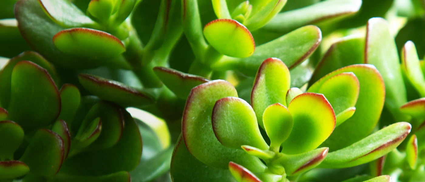 Crassula multicave - Crassula multicava