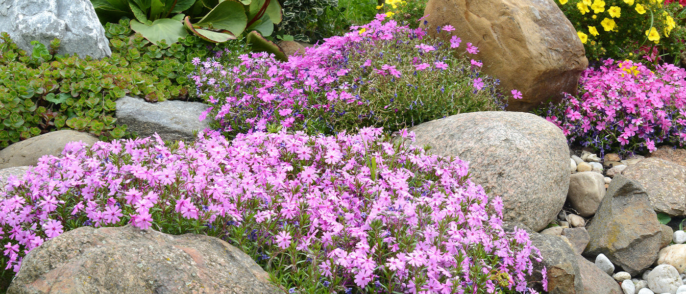 Plantes vivaces pour rocailles old