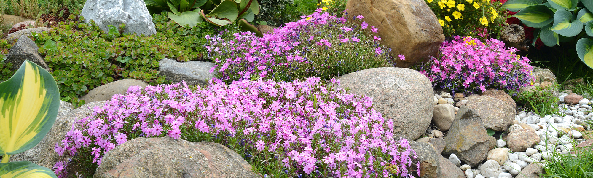 Plantes vivaces pour rocailles old