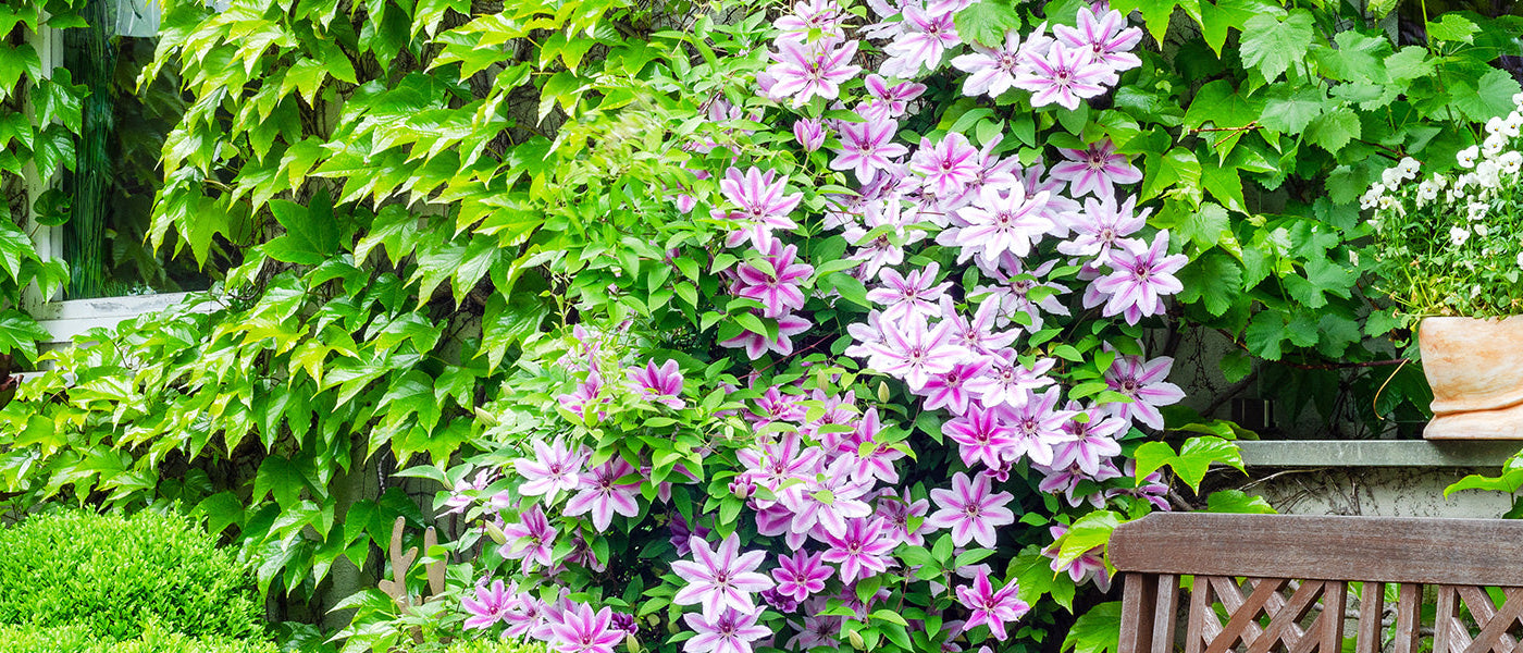 Plantes grimpantes à floraison estivale