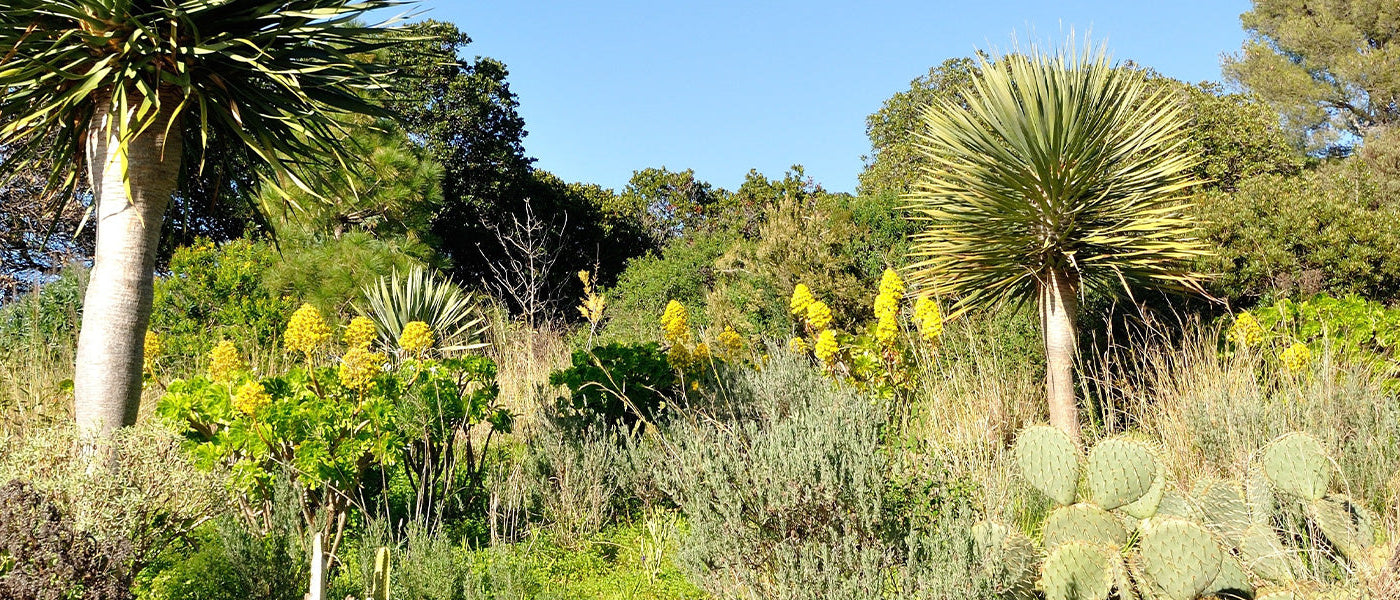 Plantes pour climat mediterranéen