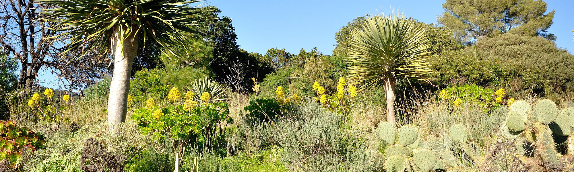 Plantes pour climat mediterranéen