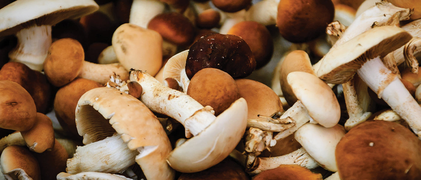Kits champignons