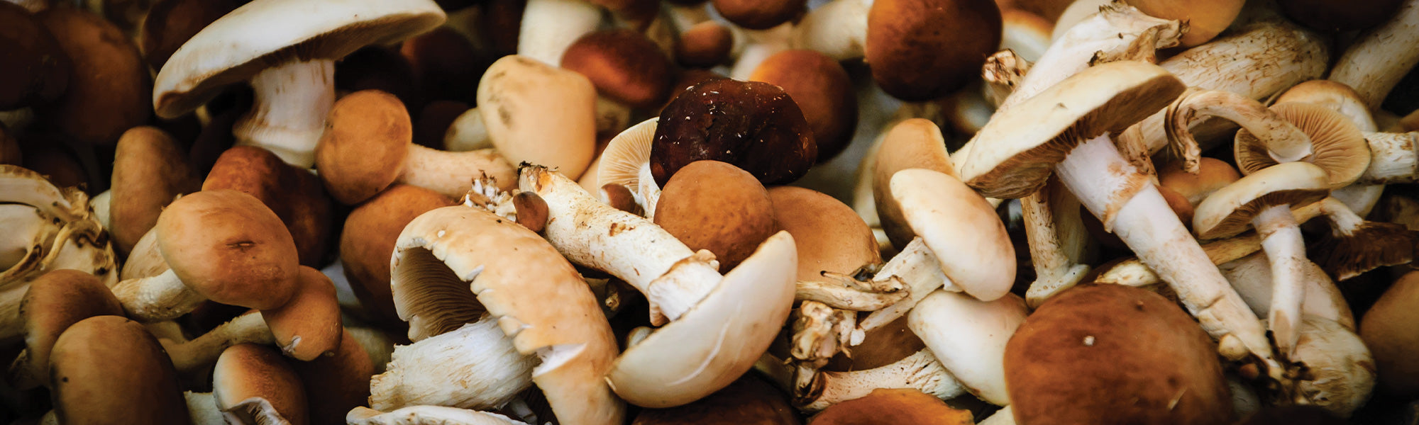Kits champignons