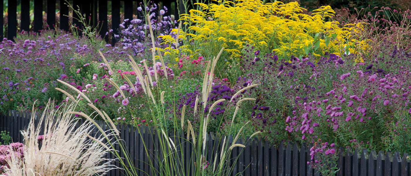 Plantes pour massif