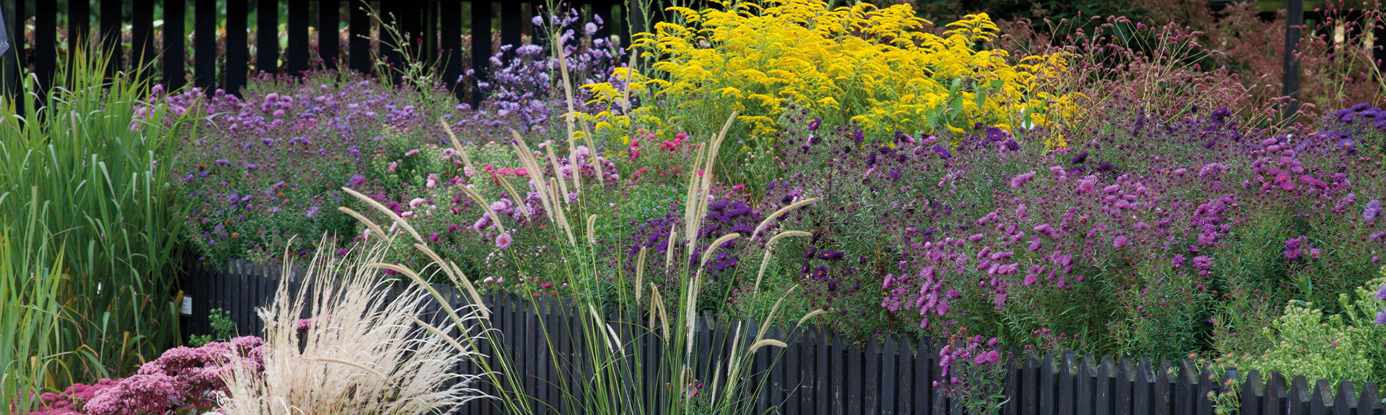 Plantes pour massif