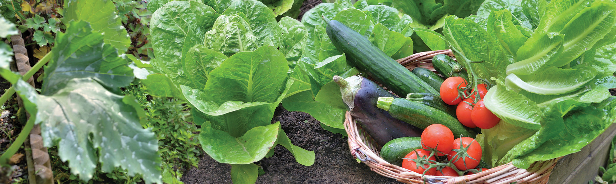 Nouveautés du potager