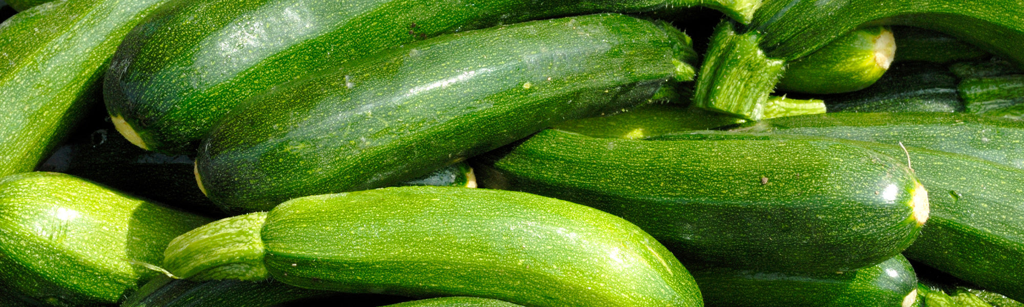 Plants de courgettes