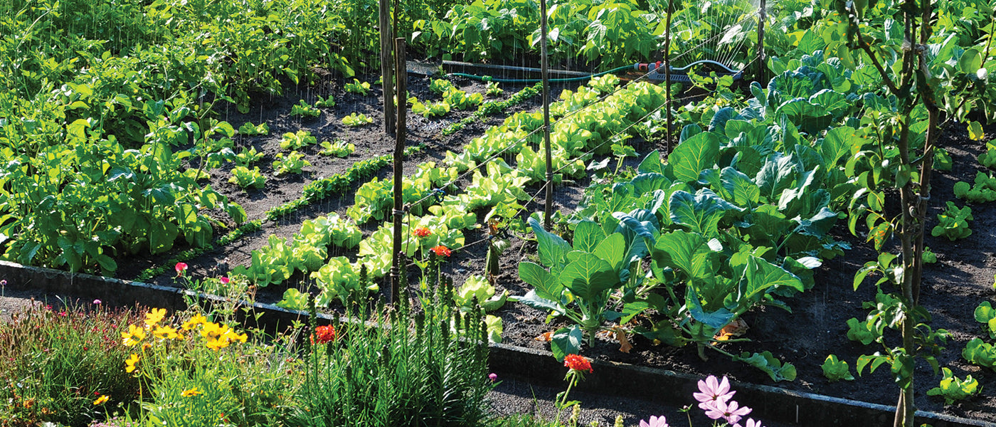 Le potager
