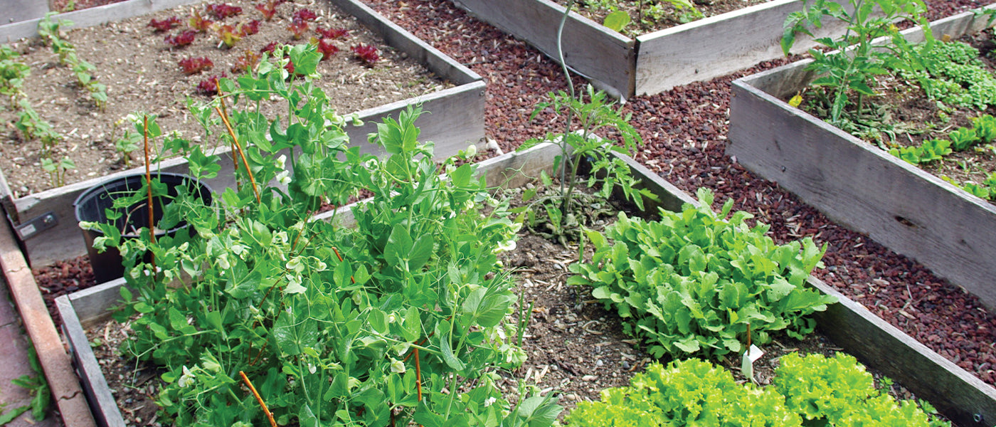 Carrés potager