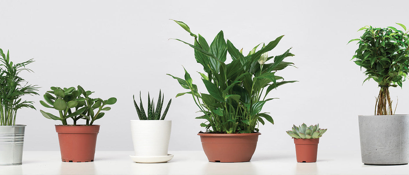 Cache-pots & Pots