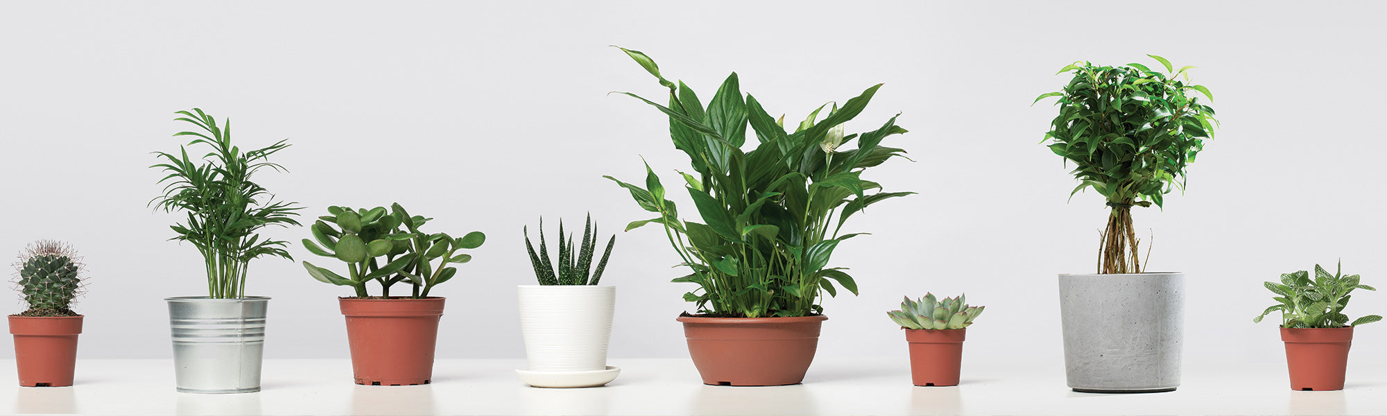 Cache-pots & Pots