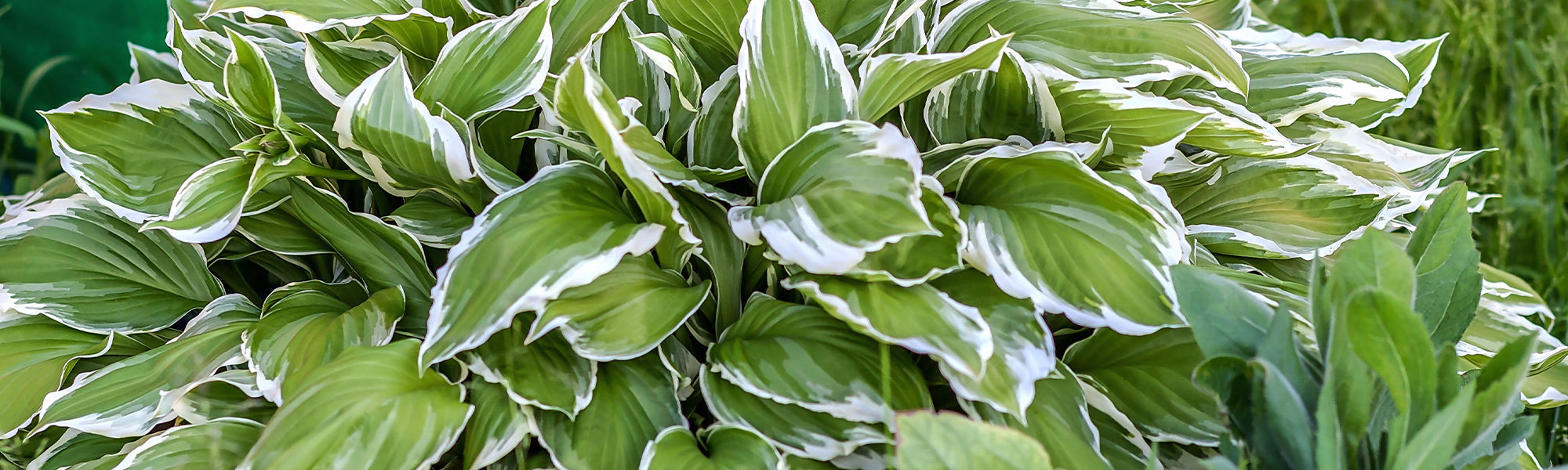 Hosta plantain - Hosta plantaginea