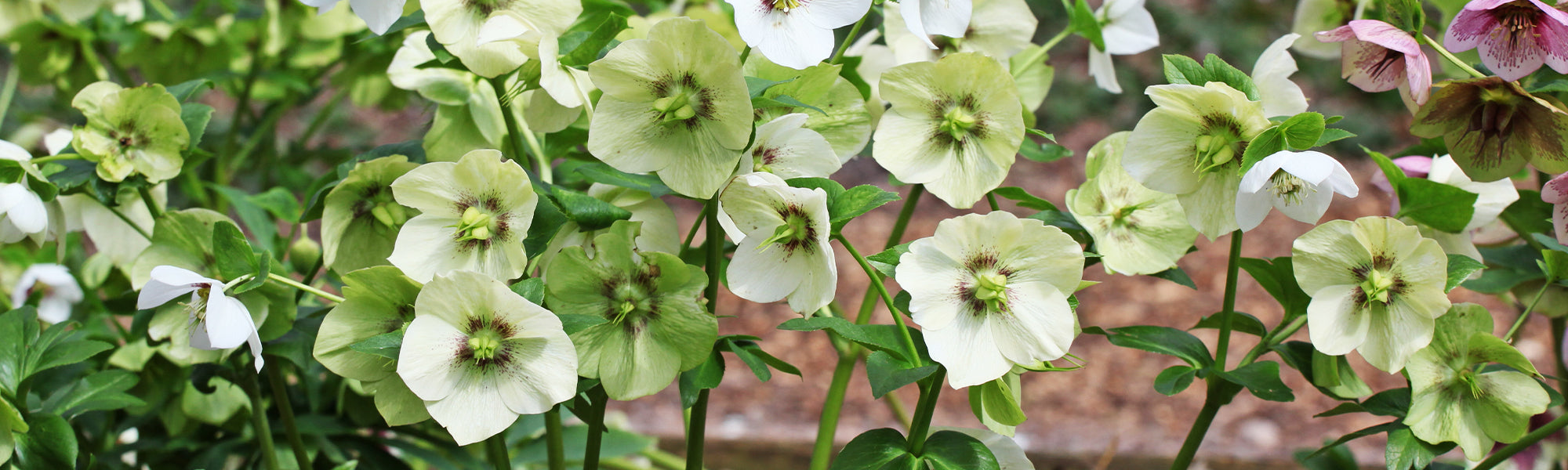 Hellébore vert - Helleborus viridis