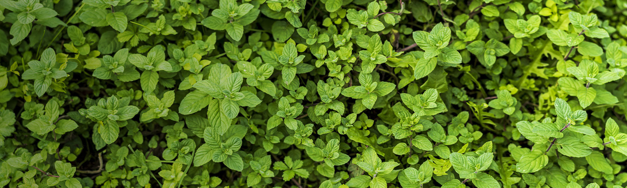 Plantes vivaces aromatiques