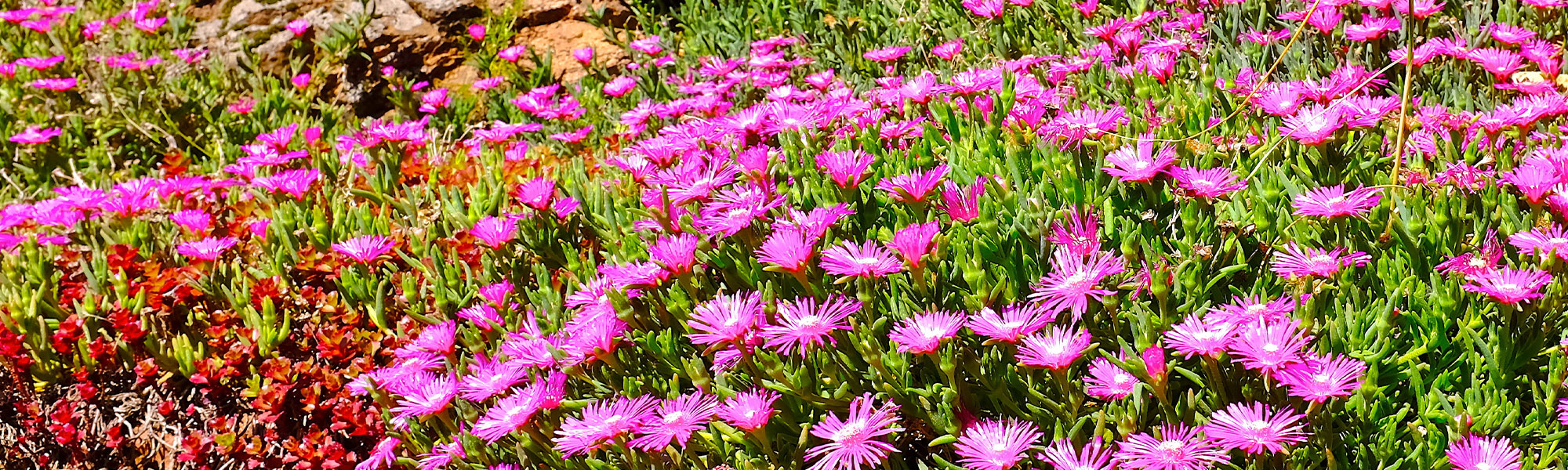Delosperma