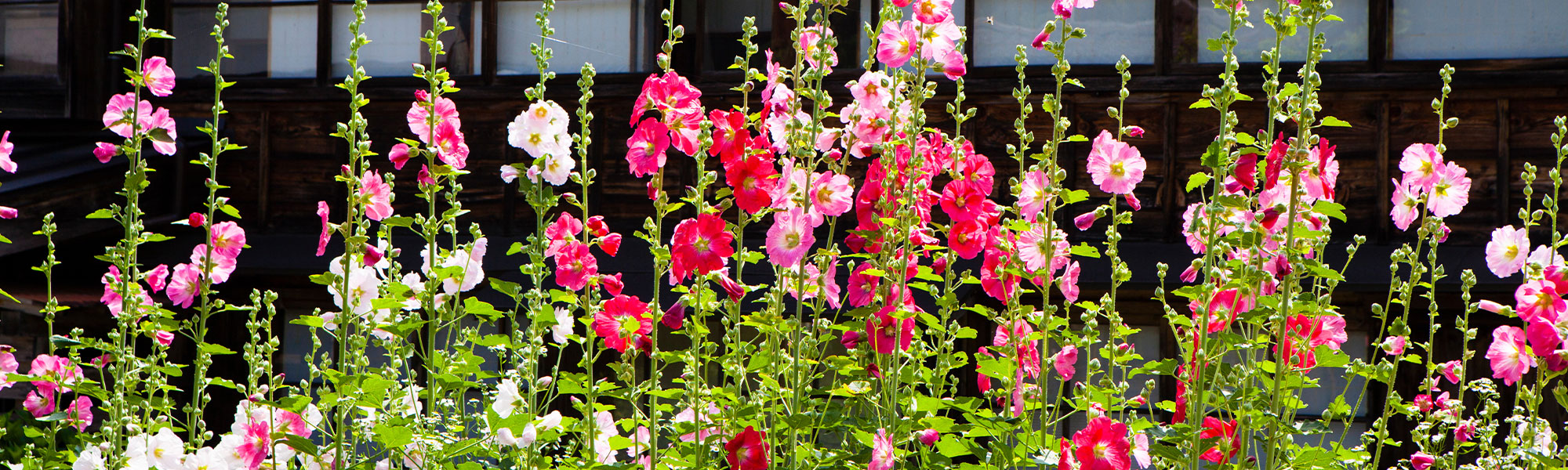 Rose trémière - Alcea