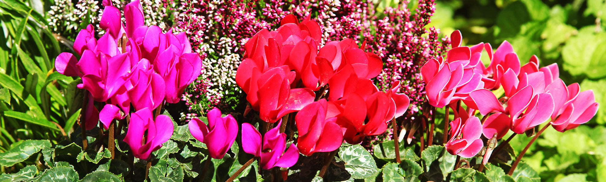 Cyclamen de Perse - Cyclamen persicum
