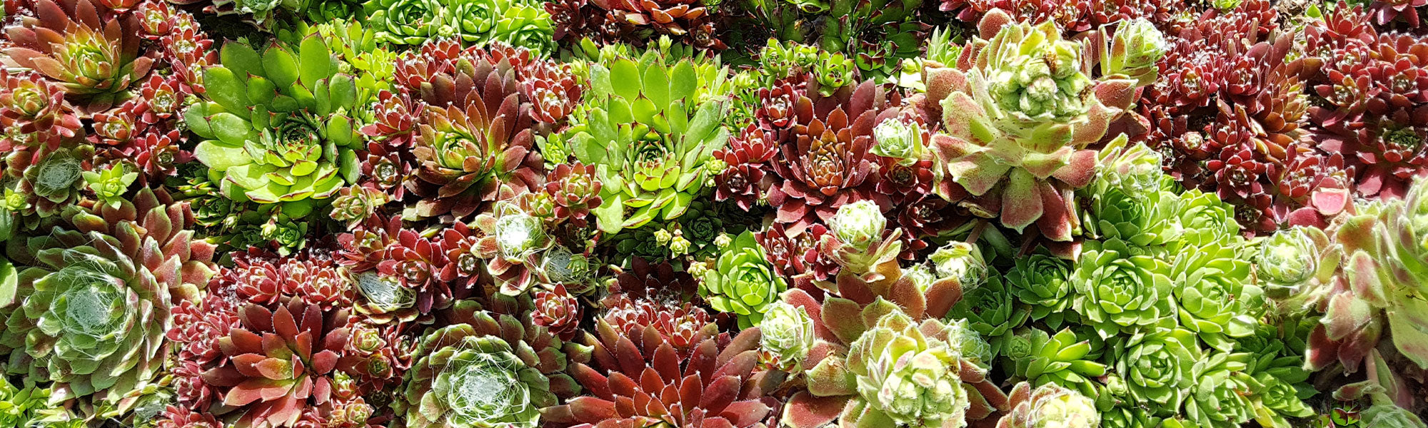 Joubarbe - Sempervivum
