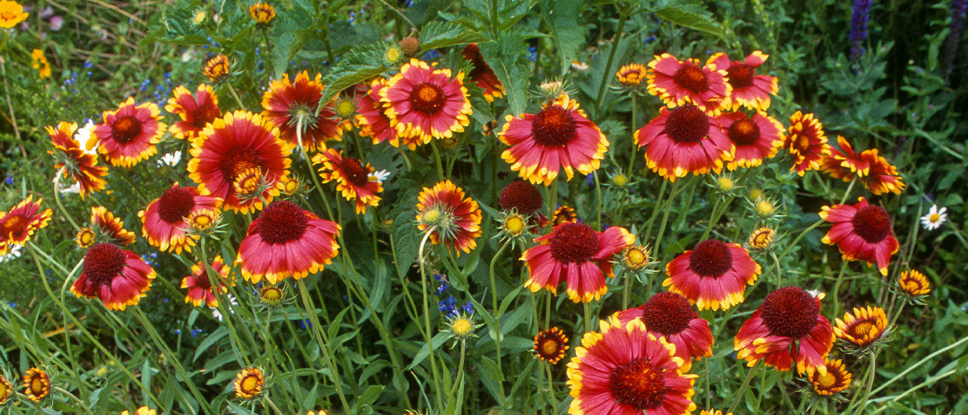 Gaillarde