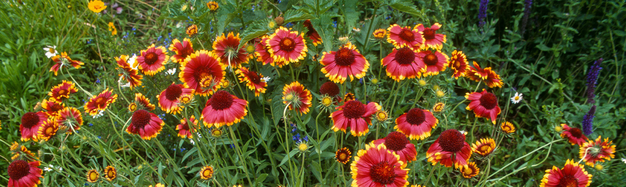 Gaillarde