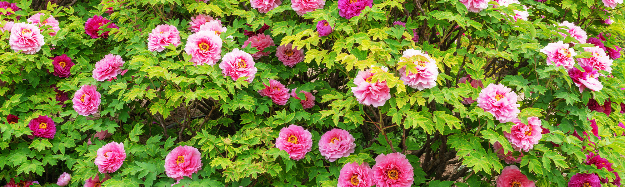 Pivoines