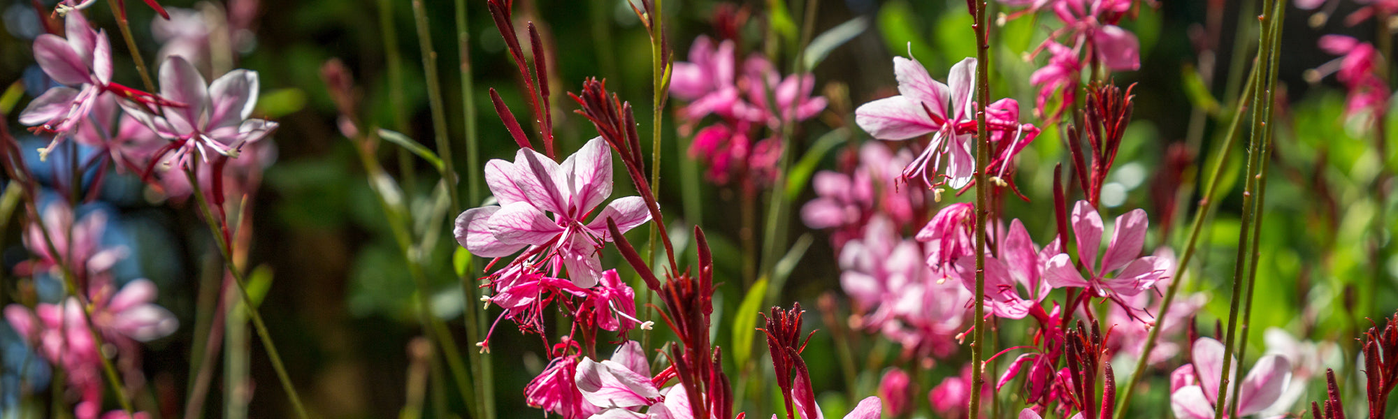 Gaura de Lindheimer - Gaura lindheimeri