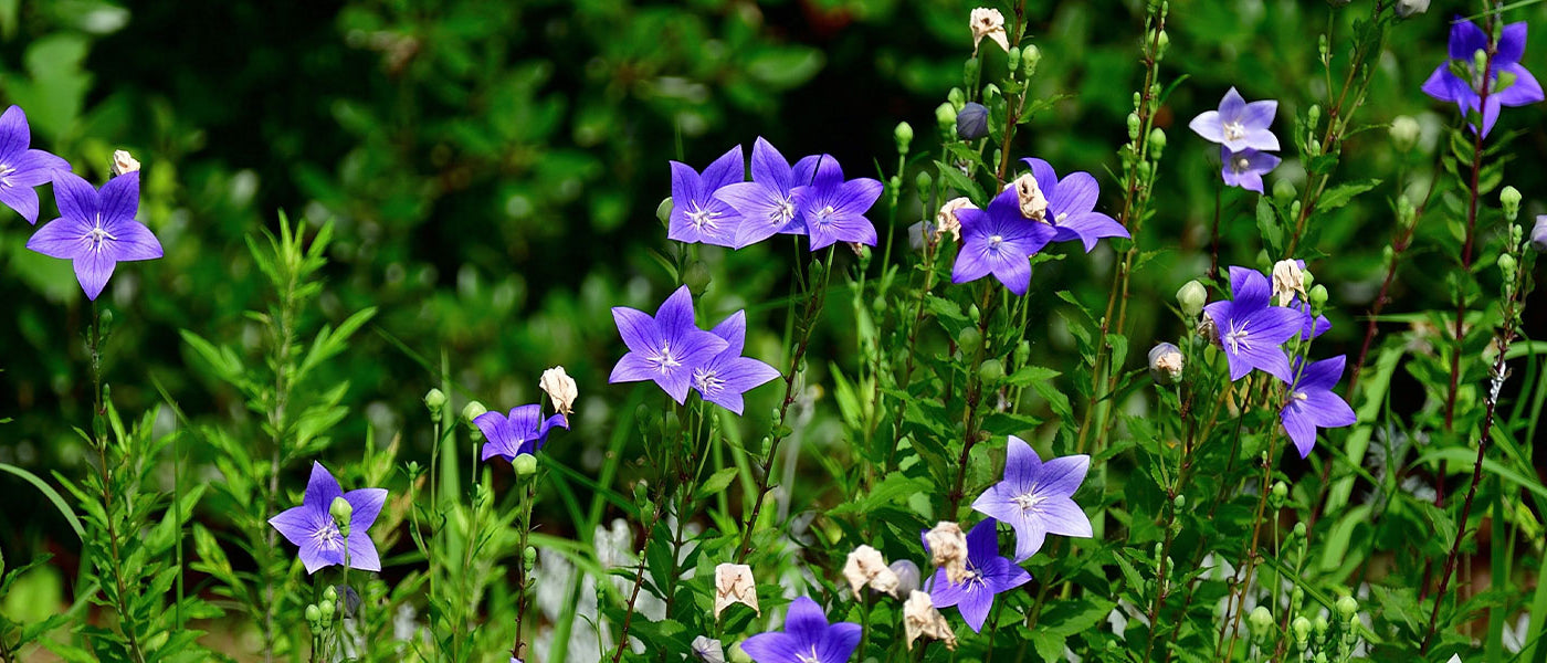 Platycodon