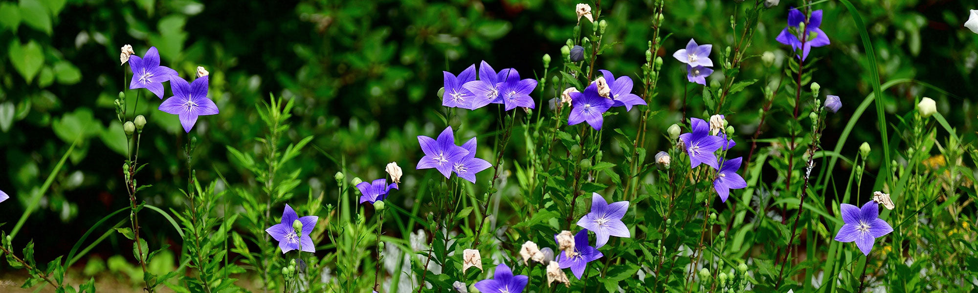 Platycodon