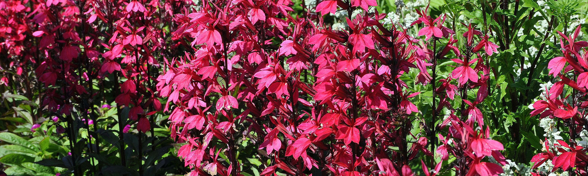 Lobelia