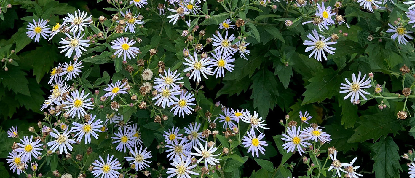 Kalimeris