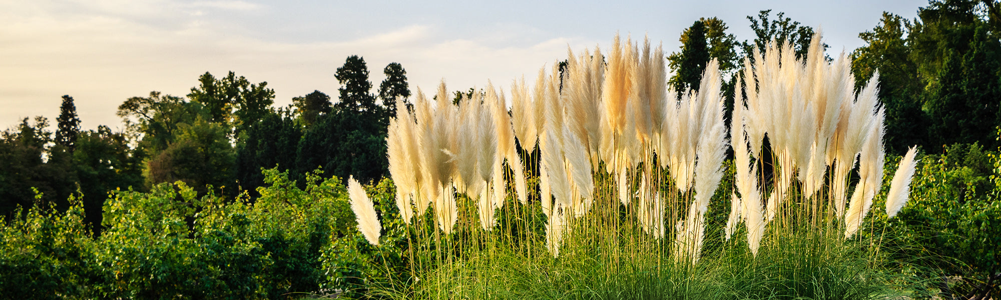 Plantes vivaces géantes
