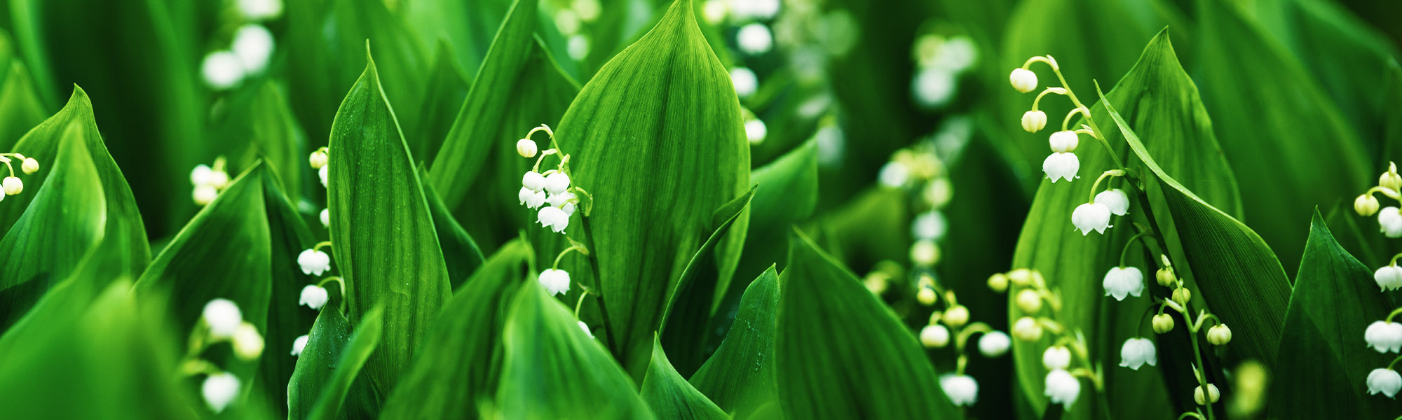 Muguet