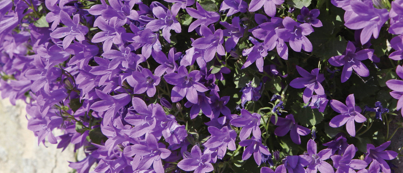 Campanule à grandes feuilles - Campanula latifolia