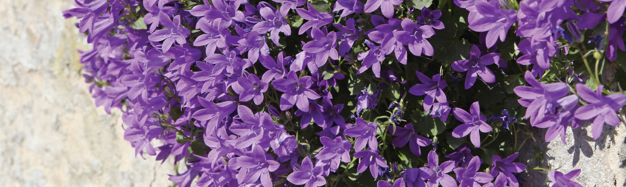 Campanule à grandes feuilles - Campanula latifolia