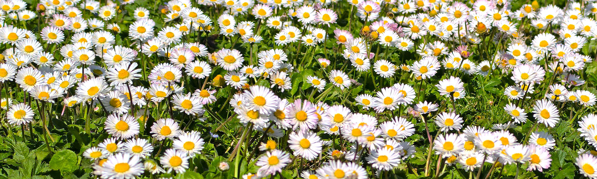 Marguerite