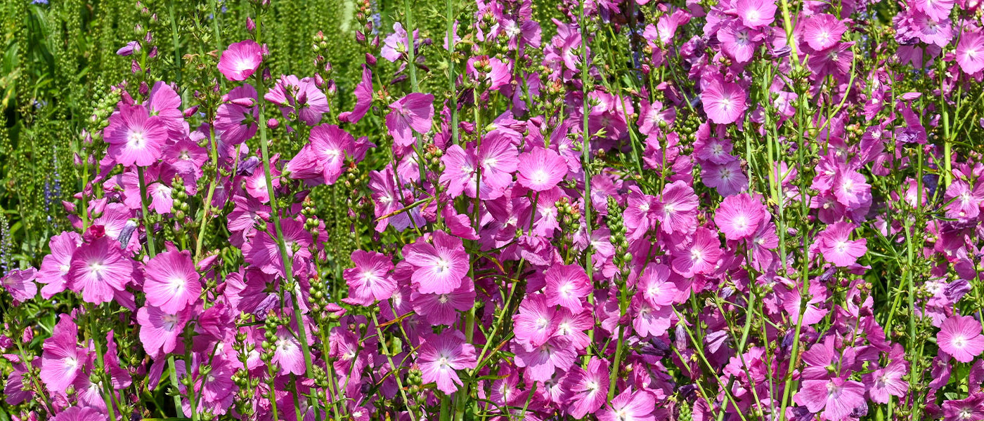Sidalcea