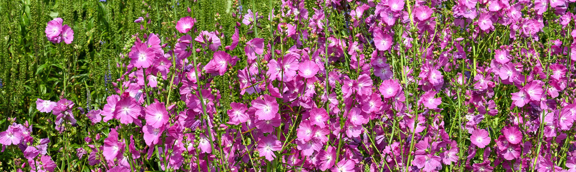 Sidalcea