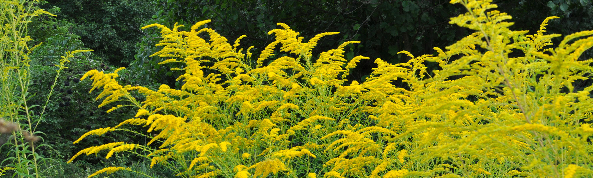 Verge d'or - Solidago