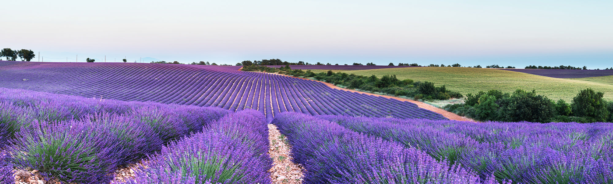 Lavande à toupet - Lavandula stoechas
