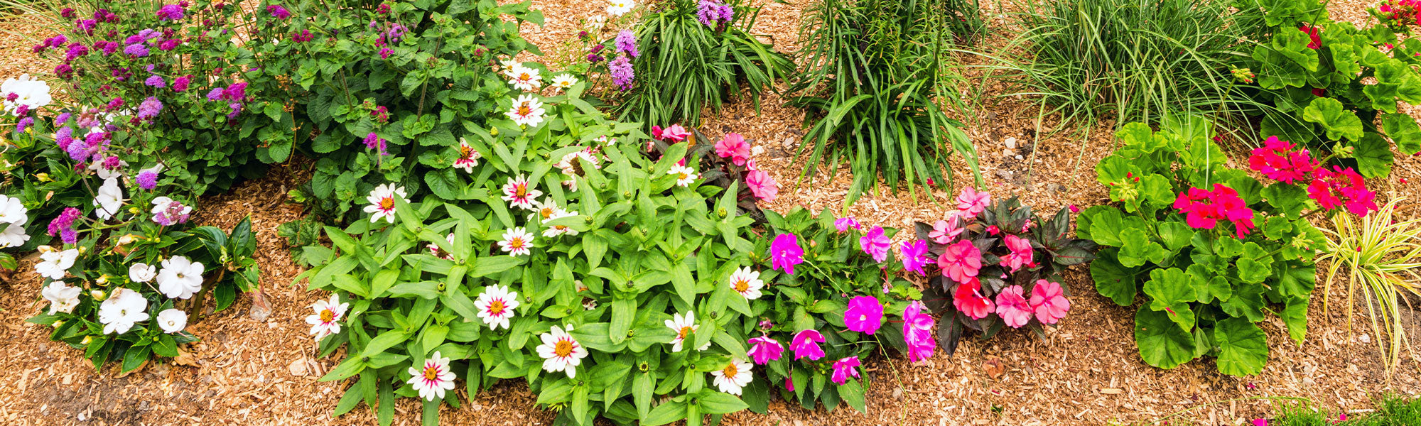 Nouveautés plantes vivaces